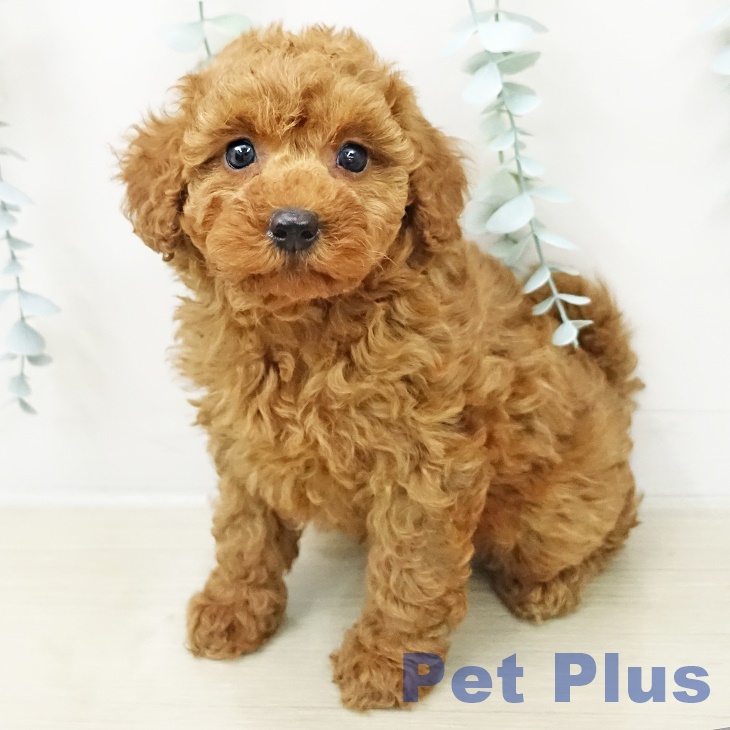 千葉県のトイプードル(トイ) (ペットプラス 成田店/2026年3月18日生まれ/女の子/レッド)の子犬の2枚目の画像