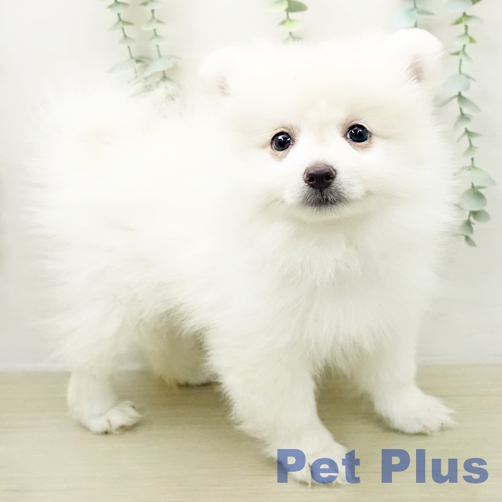東京都のポメラニアン (ペットプラス 板橋店/2026年3月16日生まれ/男の子/クリーム)の子犬の1枚目の画像