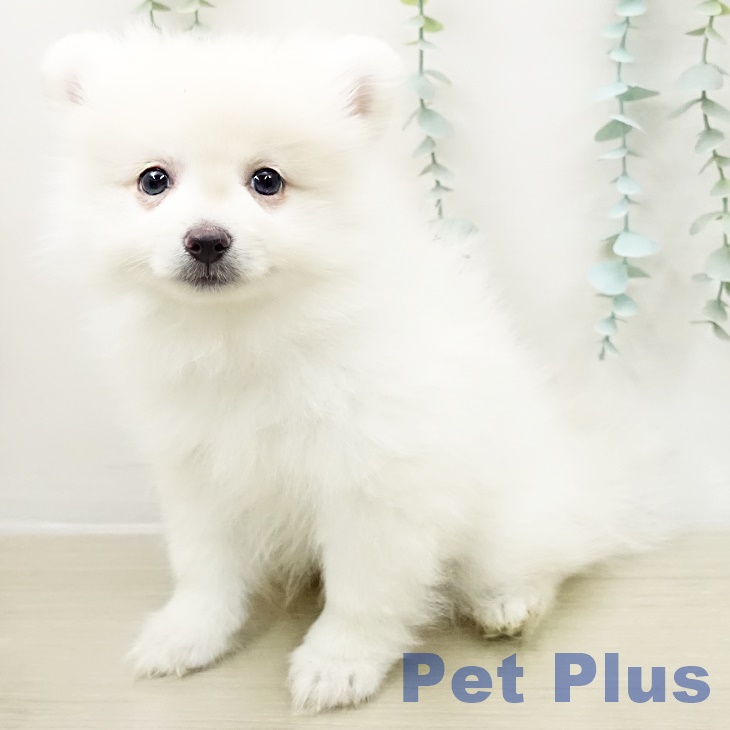 東京都のポメラニアン (ペットプラス 板橋店/2026年3月16日生まれ/男の子/クリーム)の子犬の2枚目の画像