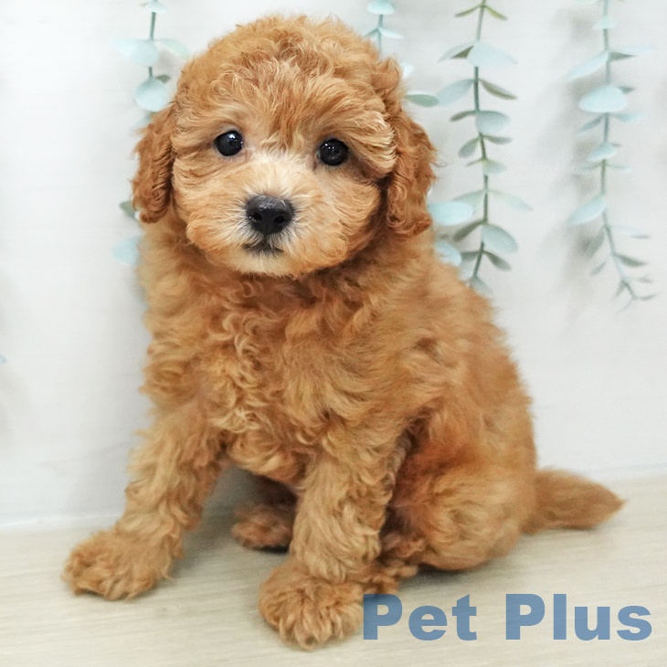 東京都のトイプードル(トイ) (ペットプラス 板橋店/2026年3月19日生まれ/男の子/アプリコット)の子犬の1枚目の画像