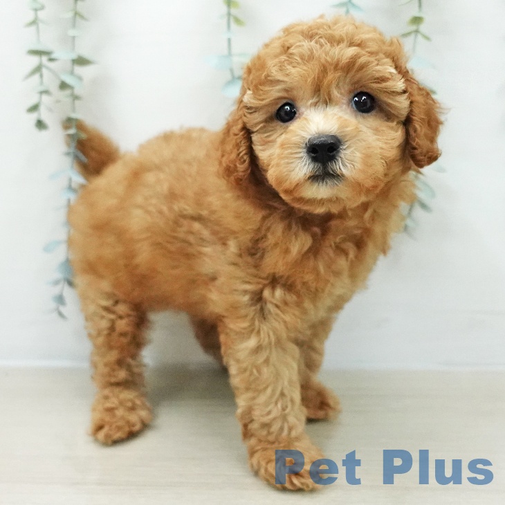 東京都のトイプードル(トイ) (ペットプラス 板橋店/2026年3月19日生まれ/男の子/アプリコット)の子犬の2枚目の画像