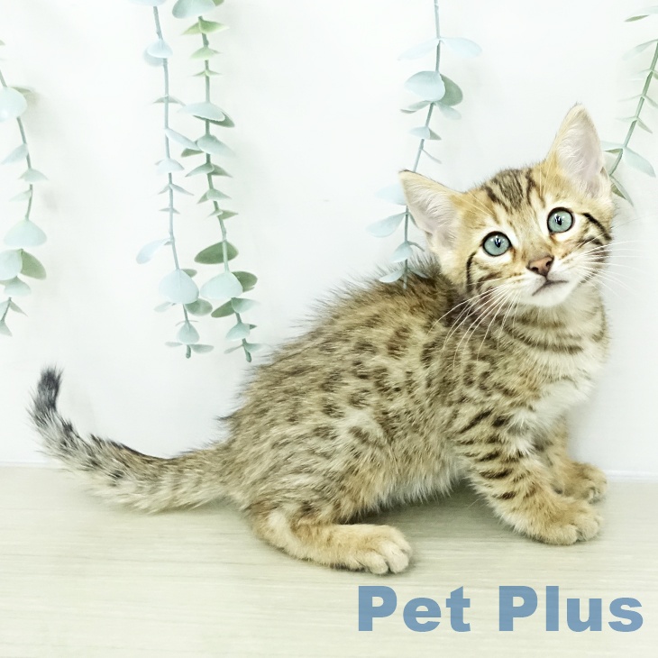 千葉県のベンガル (ペットプラス 成田店/2026年3月5日生まれ/男の子/ブラウンスポットタビー)の子猫の1枚目の画像