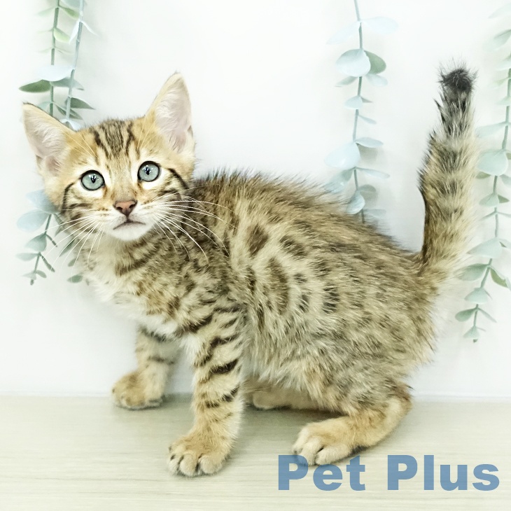 千葉県のベンガル (ペットプラス 成田店/2026年3月5日生まれ/男の子/ブラウンスポットタビー)の子猫の2枚目の画像