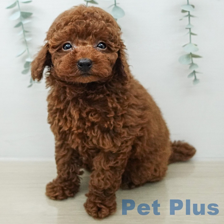 東京都のトイプードル(トイ) (ペットプラス 板橋店/2026年3月20日生まれ/男の子/レッド)の子犬