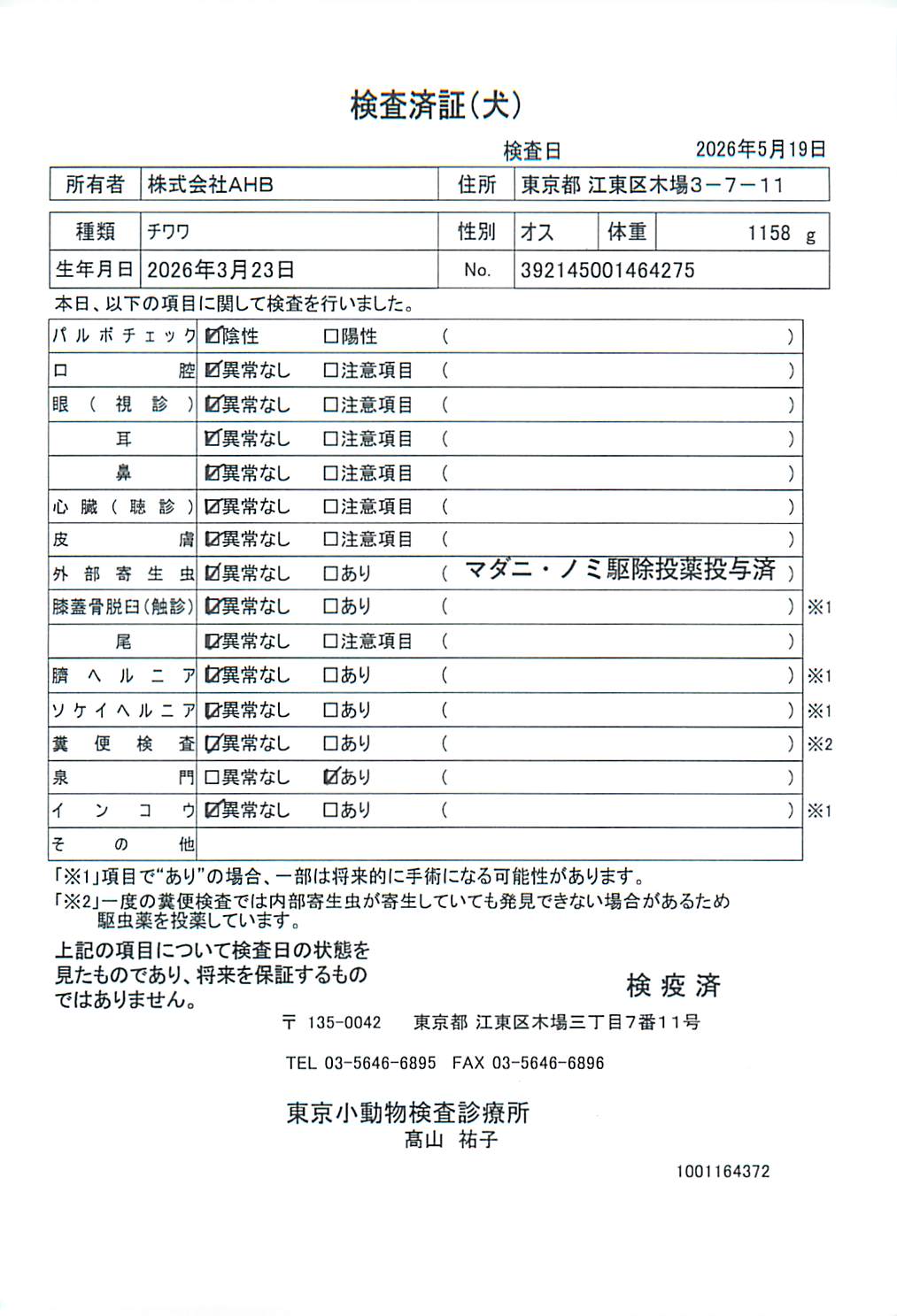 チワワ