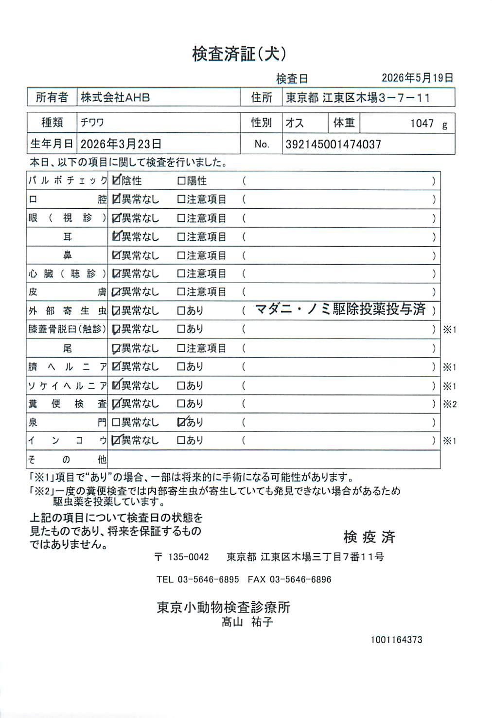 チワワ