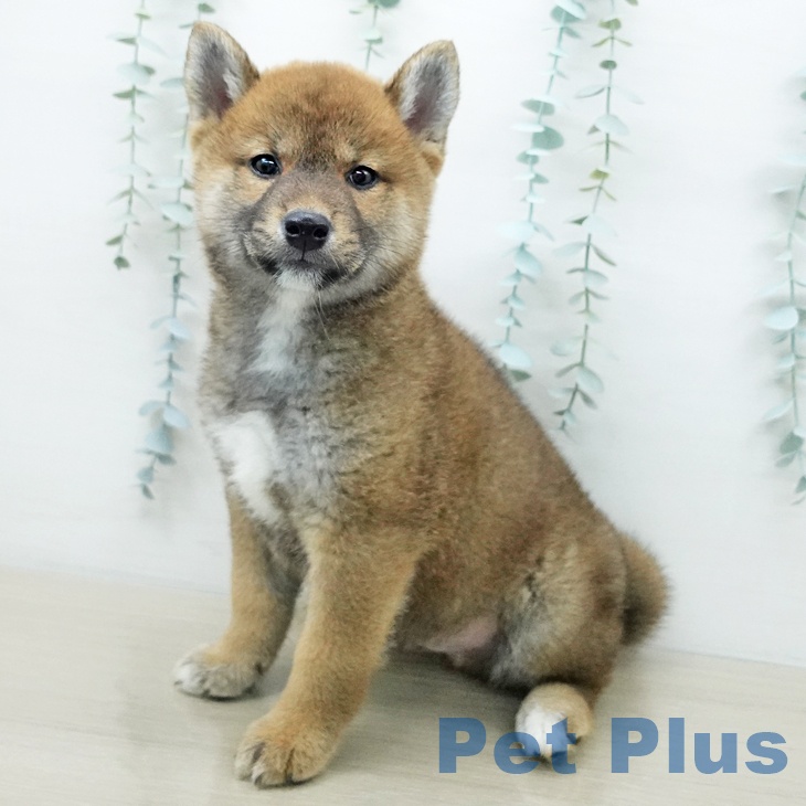 福島県の柴犬(標準サイズ) (ペットプラス イオンタウン郡山店/2026年3月25日生まれ/男の子/赤)の子犬の1枚目の画像