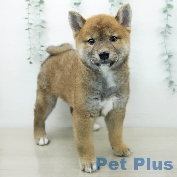 福島県の柴犬(標準サイズ) (ペットプラス イオンタウン郡山店/2026年3月25日生まれ/男の子/赤)の子犬の2枚目の画像