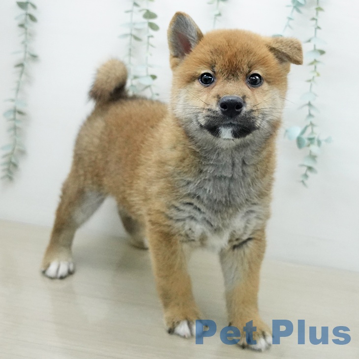 岩手県の柴犬(標準サイズ) (ペットプラス 盛岡南店/2026年3月24日生まれ/男の子/赤)の子犬の1枚目の画像