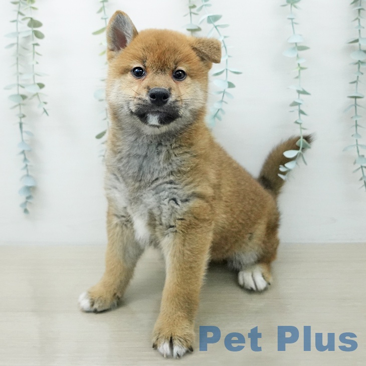 岩手県の柴犬(標準サイズ) (ペットプラス 盛岡南店/2026年3月24日生まれ/男の子/赤)の子犬の2枚目の画像