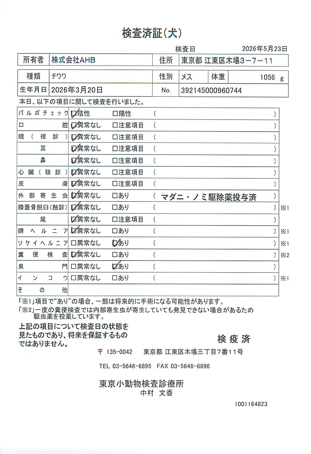 チワワ