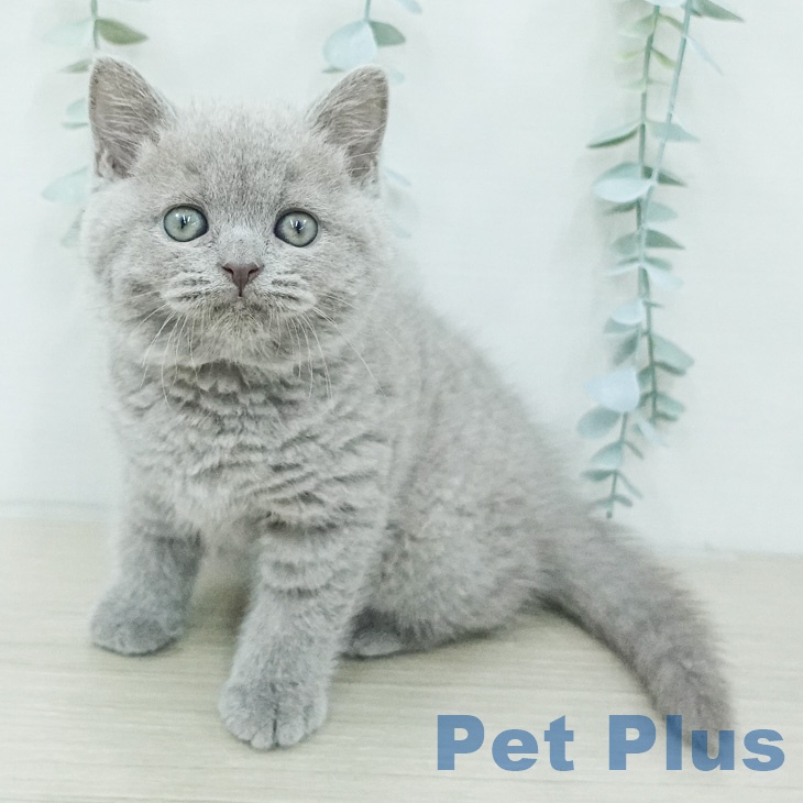 ブリティッシュショートヘア