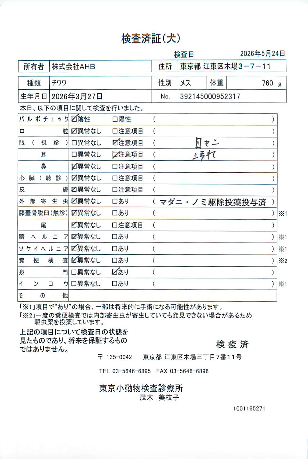 チワワ