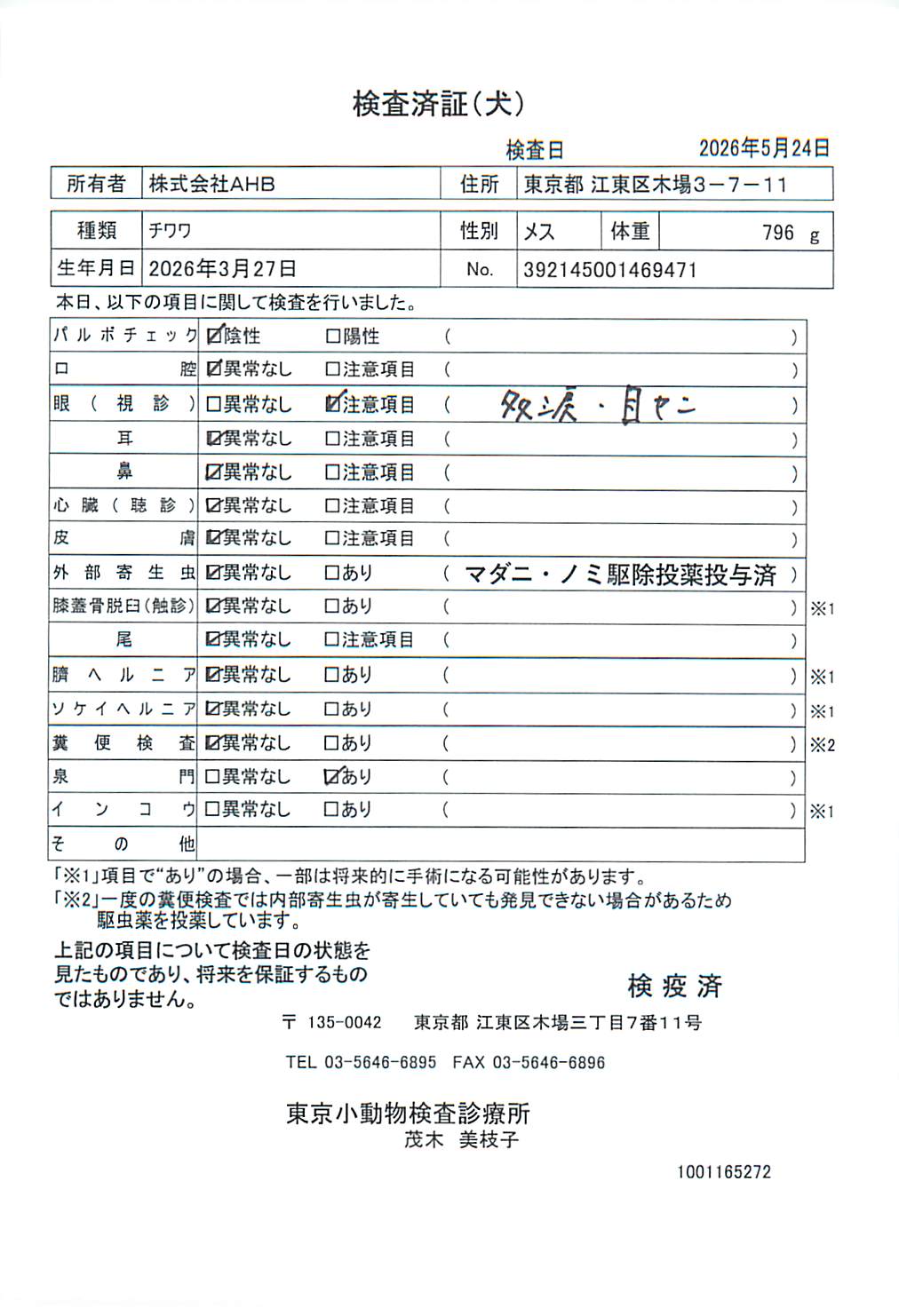 チワワ