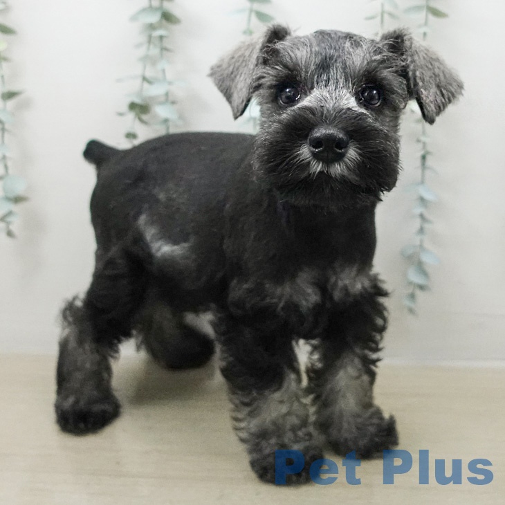 ミニチュア・シュナウザーの写真2