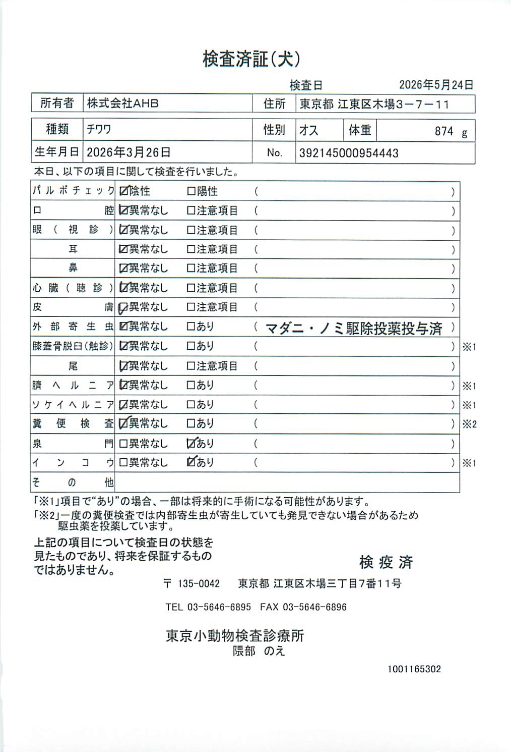 チワワ
