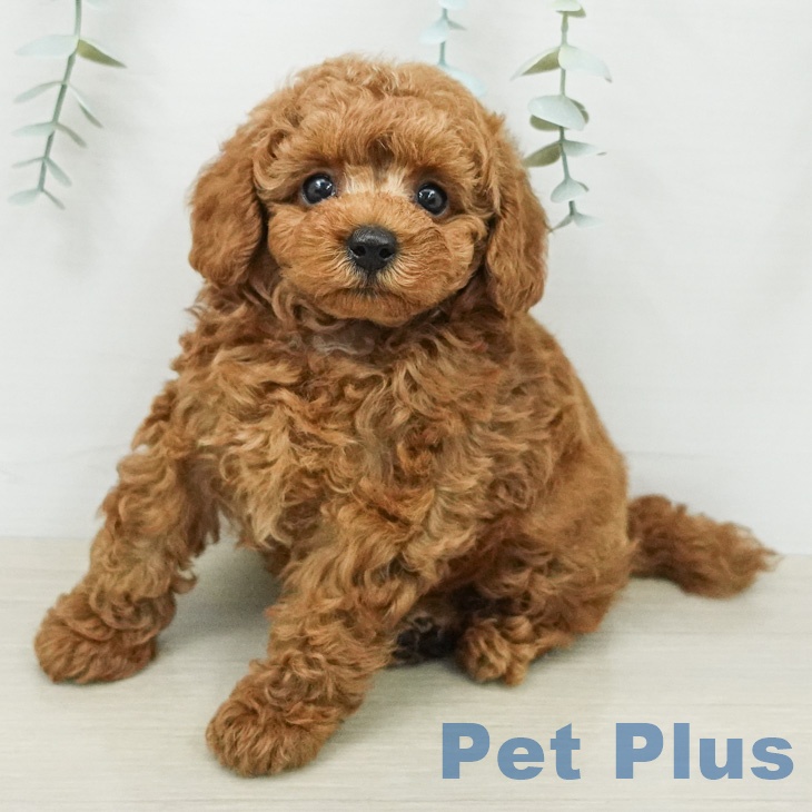トイ・プードル