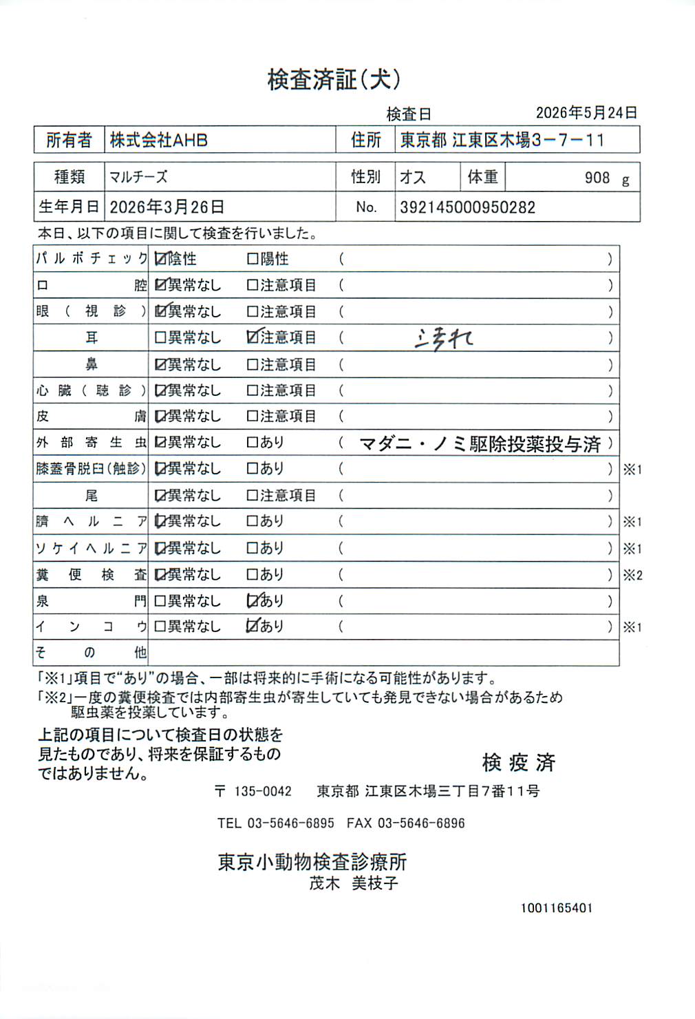 マルチーズ