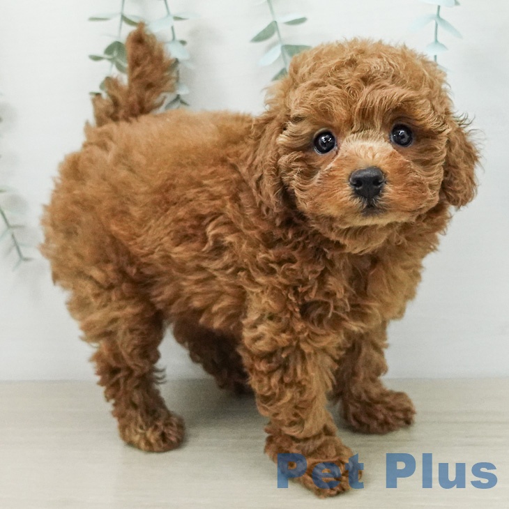 茨城県のトイプードル(トイ) (ペッツワン 阿見店/2026年3月29日生まれ/女の子/レッド)の子犬