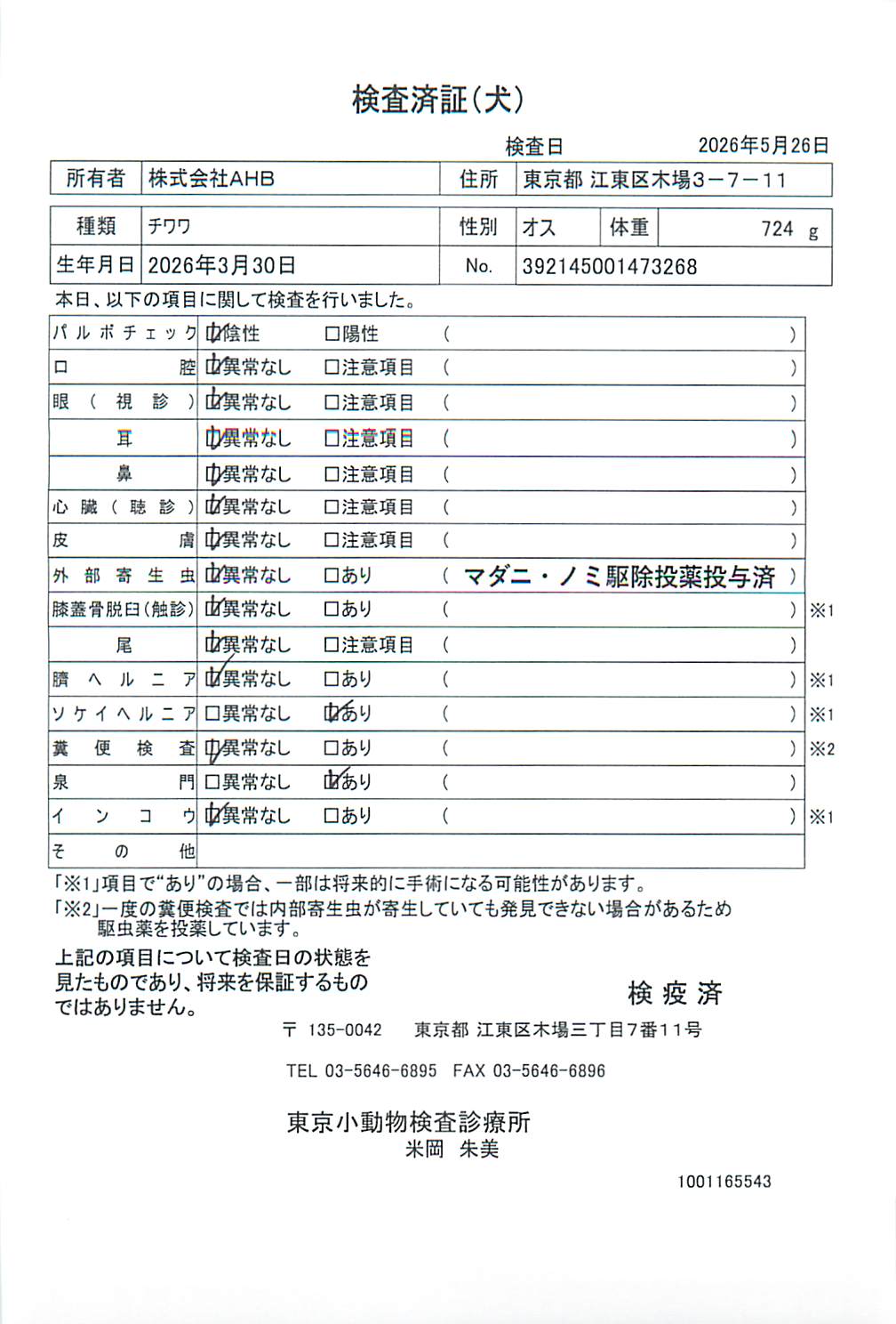 チワワ