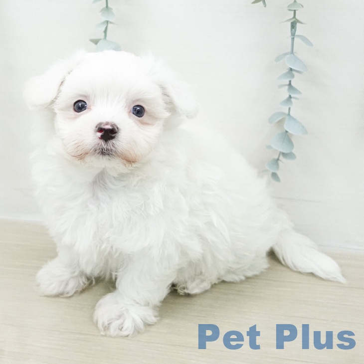 千葉県のマルチーズ (ペットプラス 成田店/2026年3月30日生まれ/男の子/ホワイト)の子犬の1枚目の画像