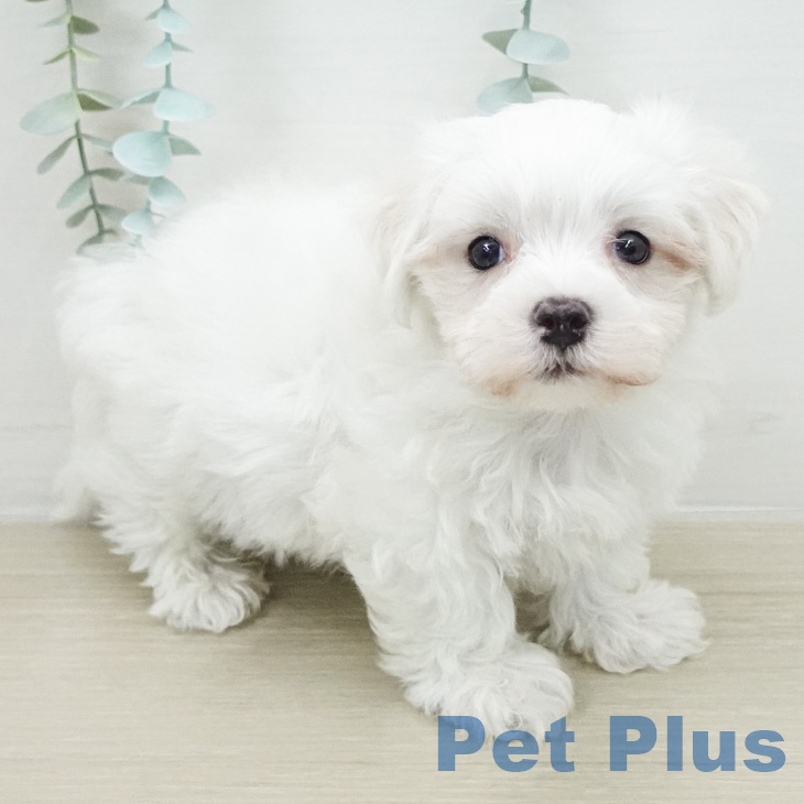 東京都のマルチーズ (ペットプラス 東久留米店/2026年3月30日生まれ/男の子/ホワイト)の子犬