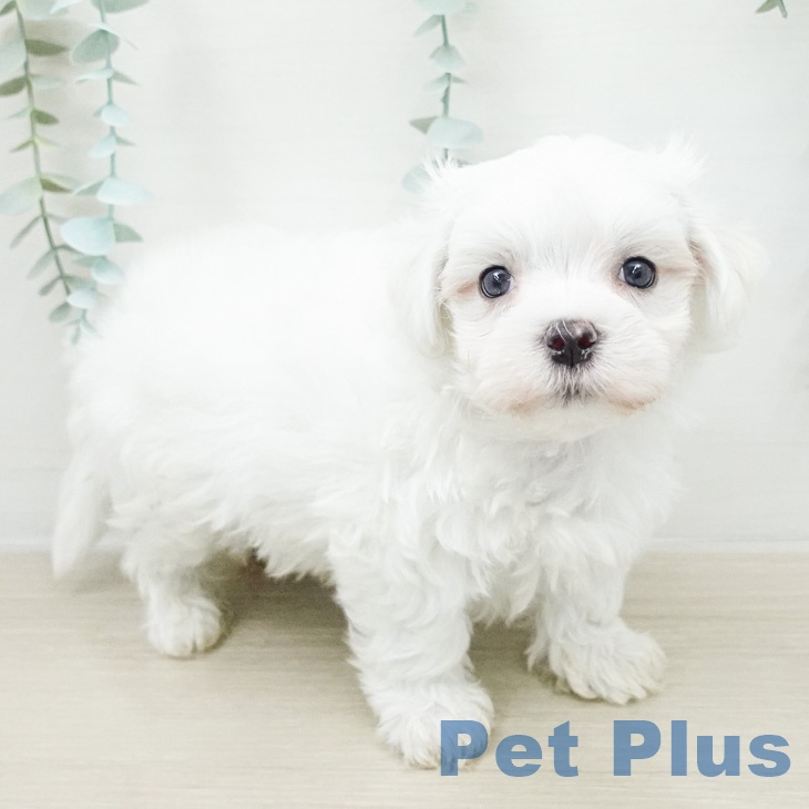 埼玉県のマルチーズ (ペットプラス 川口店/2026年3月30日生まれ/男の子/ホワイト)の子犬