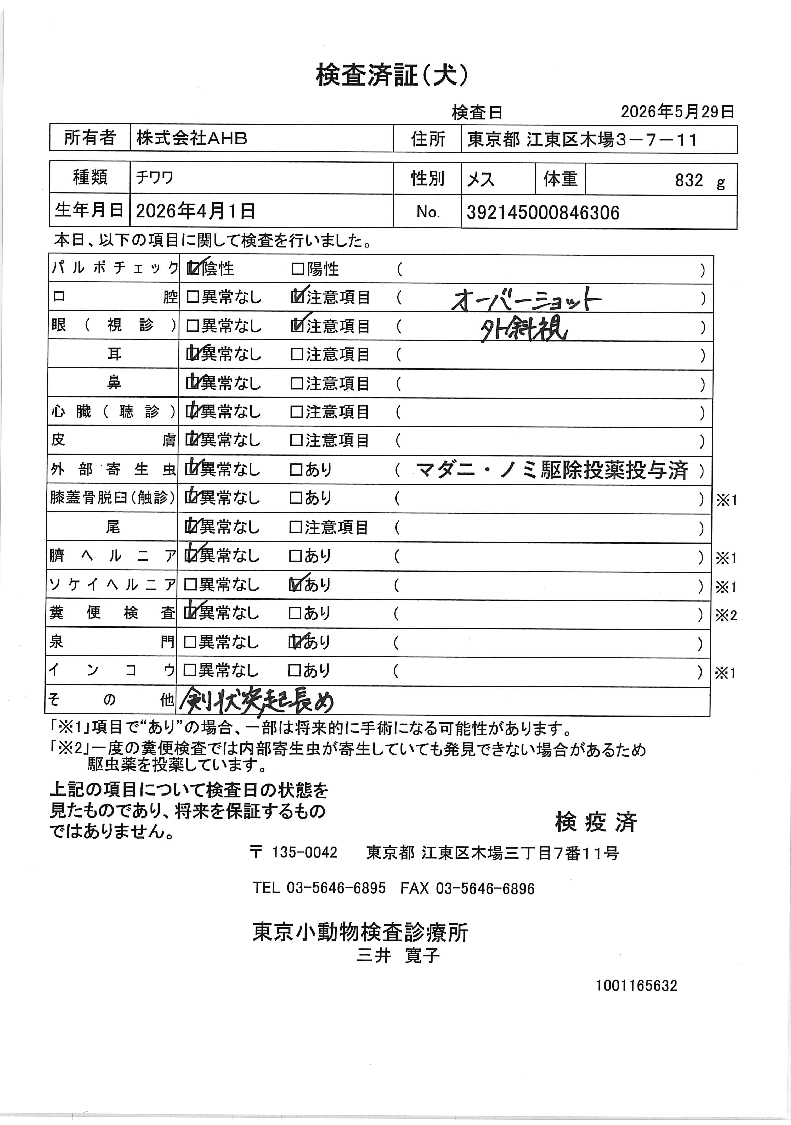 チワワ