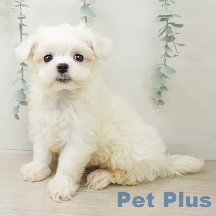 マルチーズ