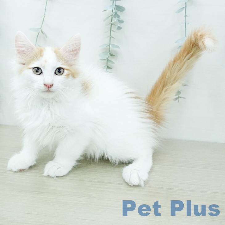 埼玉県のノルウェージャンフォレストキャット (ペットプラス 川口店/2026年3月17日生まれ/男の子/レッドタビーホワイト)の子猫の1枚目の画像