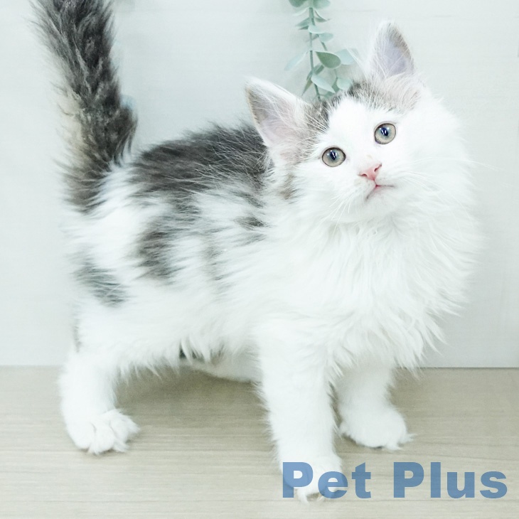ノルウェージャンフォレストキャット