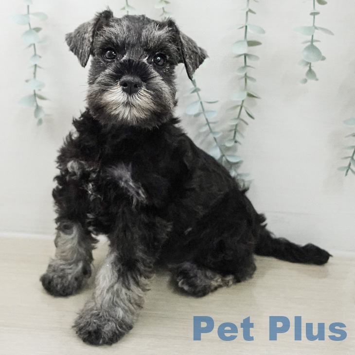 ミニチュア・シュナウザーの写真2