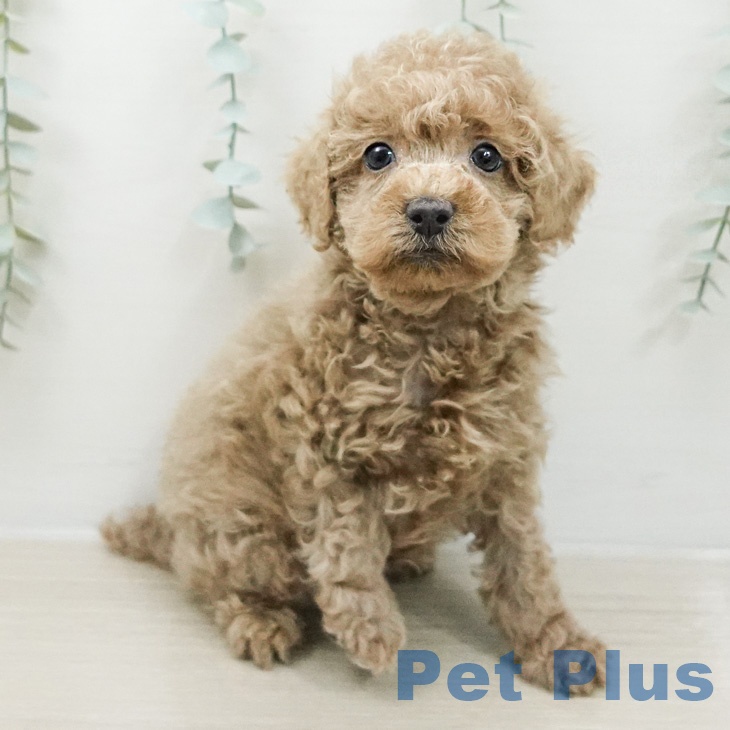 東京都のトイプードル(トイ) (ペットプラス 日の出店/2026年4月1日生まれ/男の子/アプリコット)の子犬の1枚目の画像