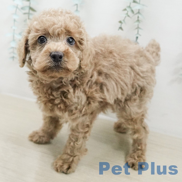 東京都のトイプードル(トイ) (ペットプラス 日の出店/2026年4月1日生まれ/男の子/アプリコット)の子犬の2枚目の画像