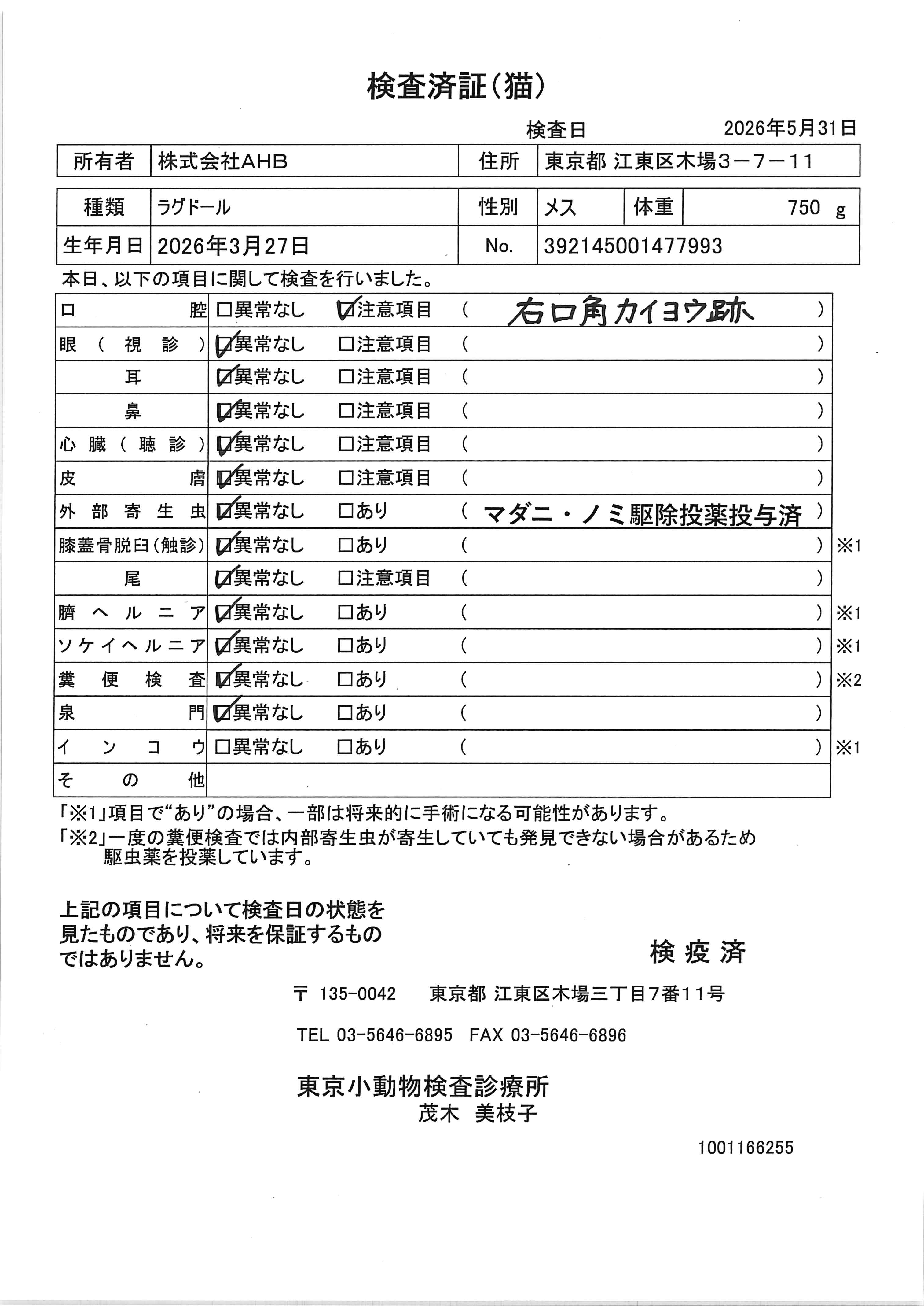 ラグドール