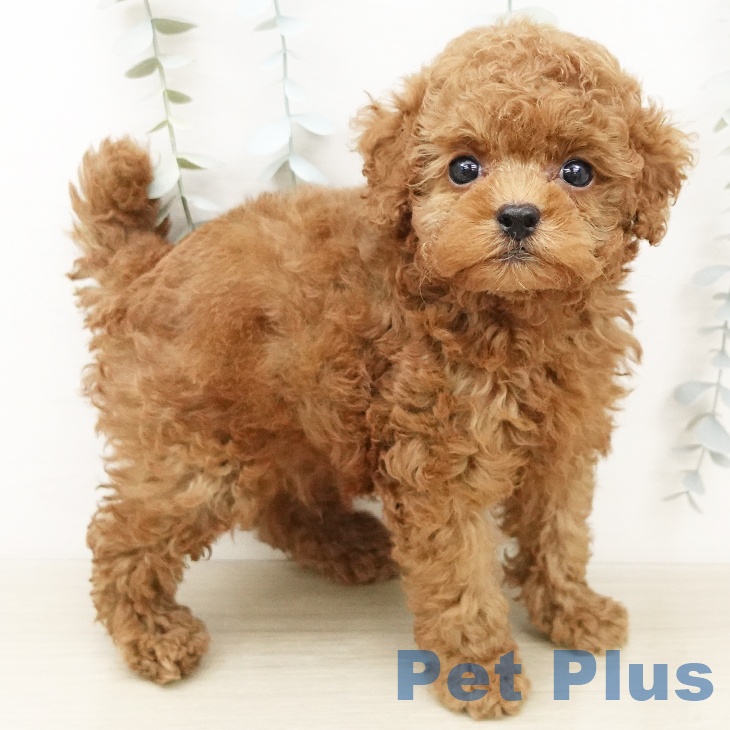 千葉県のトイプードル(トイ) (ペットプラス 柏店/2026年4月3日生まれ/男の子/レッド)の子犬の1枚目の画像