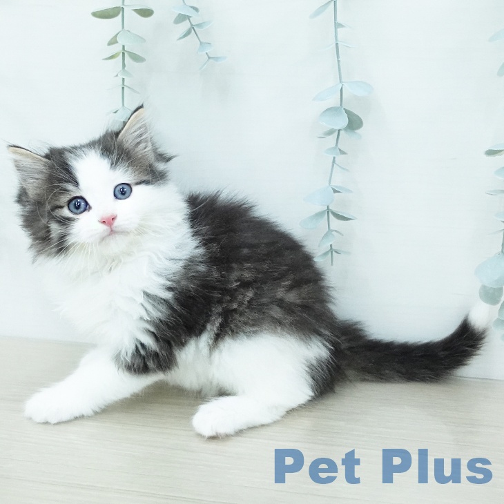 ノルウェージャンフォレストキャット