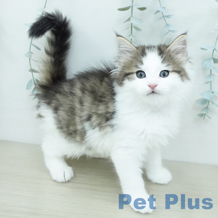 ノルウェージャンフォレストキャット