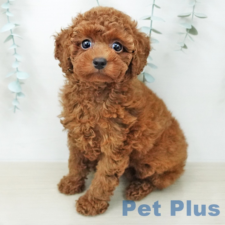 茨城県のトイプードル(トイ) (ペッツワン 阿見店/2026年4月8日生まれ/男の子/レッド)の子犬