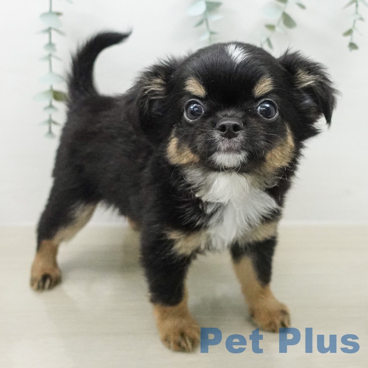 子犬の詳細情報 (茨城県/2026年4月8日生まれ/男の子/ブラックタン