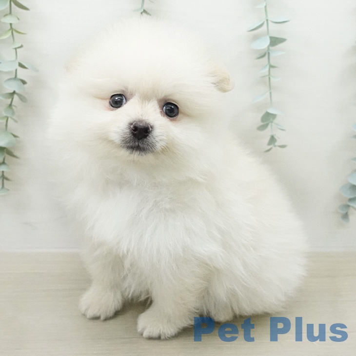 茨城県のポメラニアン (ペッツワン 阿見店/2026年4月8日生まれ/男の子/クリーム)の子犬