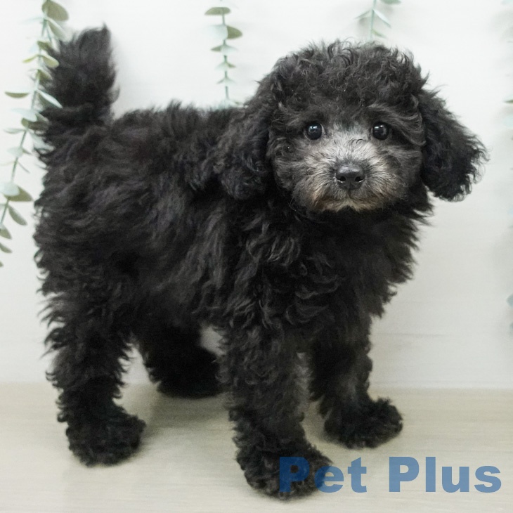 埼玉県のトイプードル(トイ) (ペットプラス 八潮店/2026年4月4日生まれ/男の子/シルバー)の子犬の2枚目の画像
