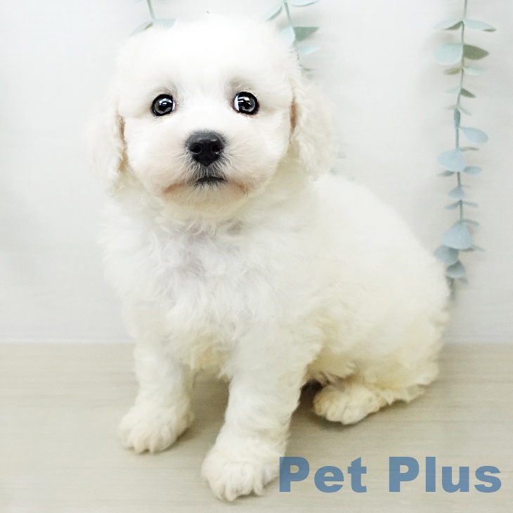 茨城県のビションフリーゼ (ペッツワン 古河店/2026年4月9日生まれ/男の子/ホワイト)の子犬