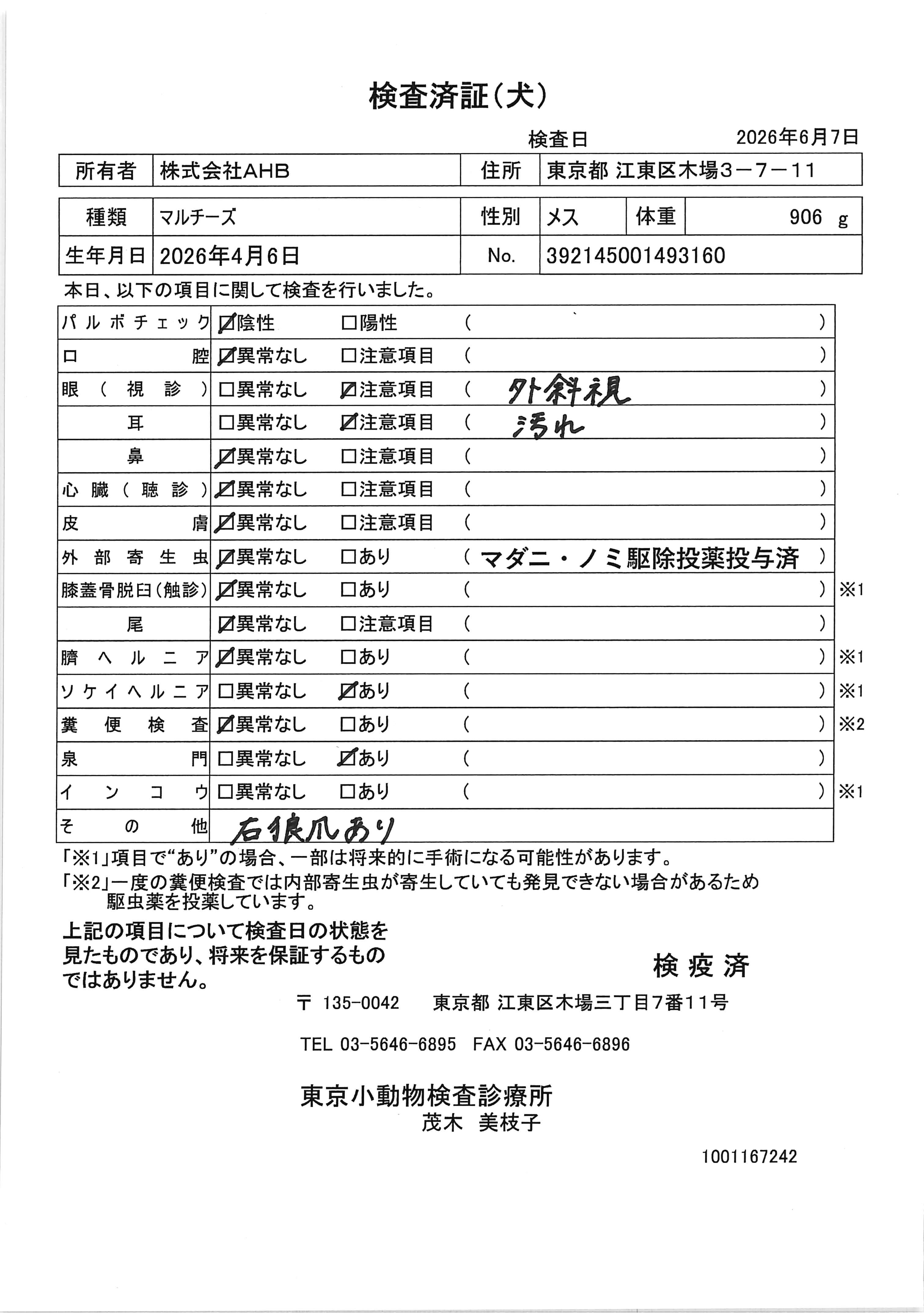 マルチーズ