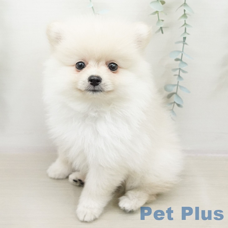 宮城県のポメラニアン (ペットプラス 仙台上杉店/2026年4月11日生まれ/男の子/クリーム)の子犬の1枚目の画像
