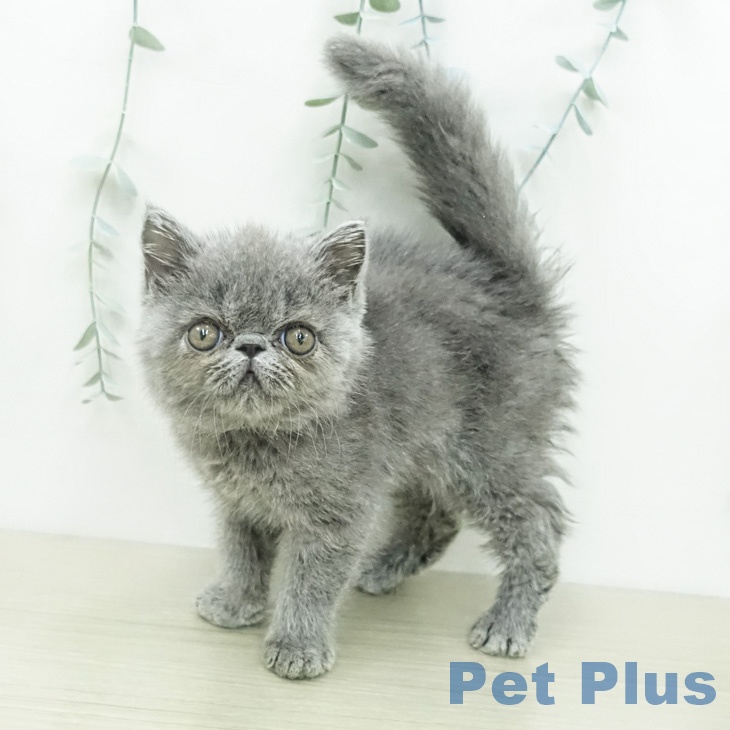 埼玉県のエキゾチック (ペットプラス 浦和美園店/2026年4月6日生まれ/男の子/ブルー)の子猫