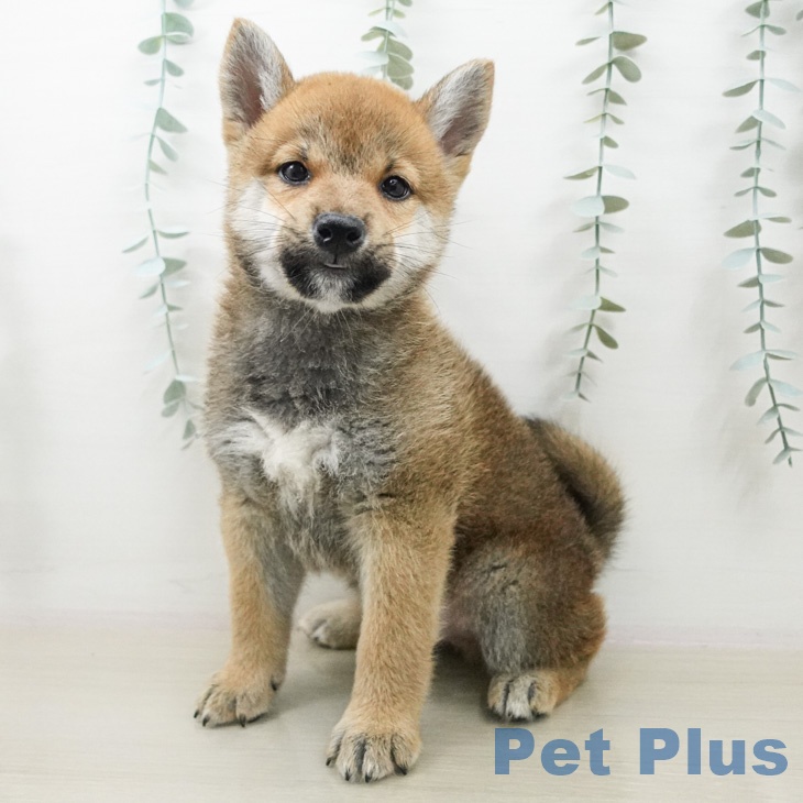 神奈川県の柴犬(標準サイズ) (ペッツワン 小田原店/2026年4月9日生まれ/男の子/赤)の子犬の1枚目の画像
