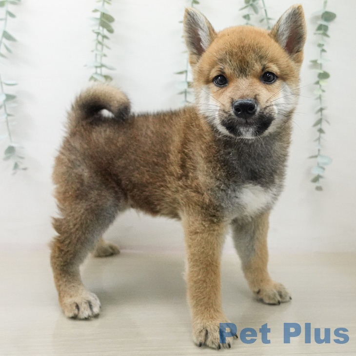 神奈川県の柴犬(標準サイズ) (ペッツワン 小田原店/2026年4月9日生まれ/男の子/赤)の子犬の2枚目の画像