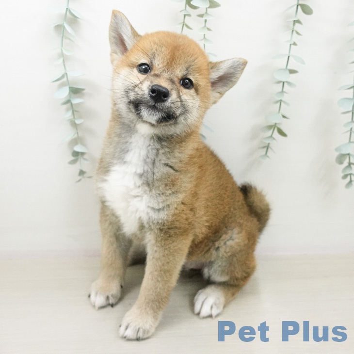 宮城県の柴犬(標準サイズ) (ペットプラス 仙台泉大沢店/2026年4月9日生まれ/女の子/赤)の子犬の1枚目の画像