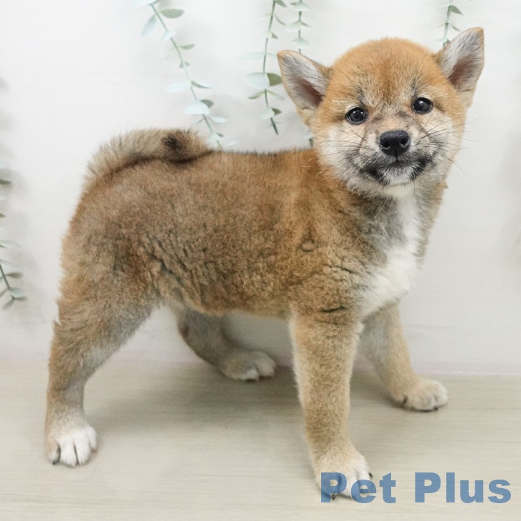 宮城県の柴犬(標準サイズ) (ペットプラス 仙台泉大沢店/2026年4月9日生まれ/女の子/赤)の子犬の2枚目の画像